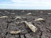 ARGENTINA SUFRE UN VERANO MORTAL