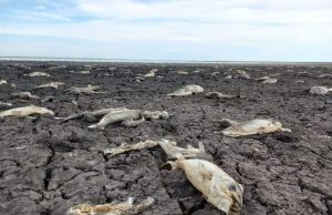 ARGENTINA SUFRE UN VERANO MORTAL