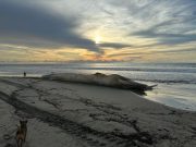 YAKU TAMBIÉN GOLPEA A LA FAUNA MARINA