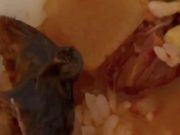 SIRVEN RATA NEOYORQUINA EN PLATO DE GRINGOS