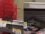 ENORMES RATAS SON GRABADAS EN SUPERMERCADO DE CHORRILLOS