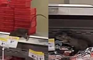 ENORMES RATAS SON GRABADAS EN SUPERMERCADO DE CHORRILLOS