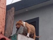 Perro lanza ladrillo