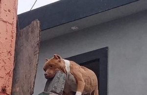 Perro lanza ladrillo