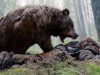 OSO COME VIVO A ECOLOGISTA Y SU NOVIA EN ALASKA Y SE GRABA