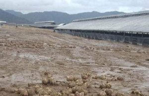 HUAYCO ARRASA GRANJA Y MUEREN 15 MIL POLLITOS CRECIMIENTO