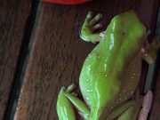 LA RANA QUE SE COMIÓ LA SERPIENTE Y SALIÓ POR SU TRACTO.